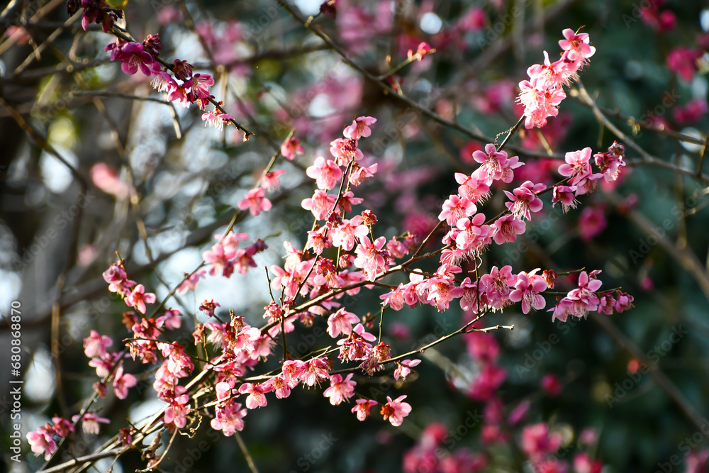 梅の花