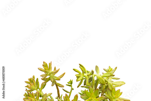 Yellow stonecrop succulents with copy space