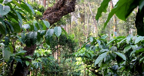 Lush green coffee plantation at Coorg district in Karnataka, India. photo
