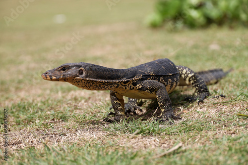 Portrait of a striped monitor lizard or water monitor  Varanus salvator  on a grass