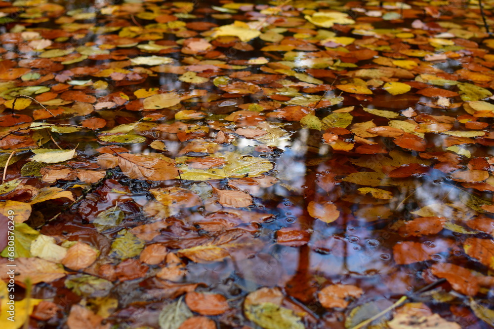 Autumn leafs on Water surface fall mirroring