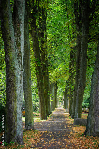 Herbstliche Allee auf dem katholischen "St.-Pius-St.-Hedwig-Friedhof" in Berlin-Hohenschönhausen