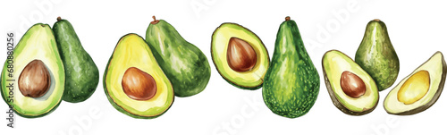 Set of Avocado Watercolor Vector Illustration
