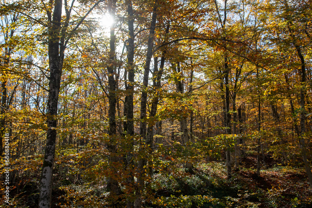 casentino national park autumn colors arezzo tuscany