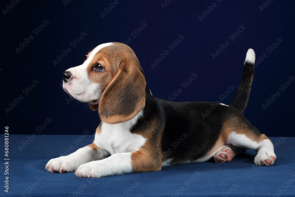 Cute little beagle puppy on blue background