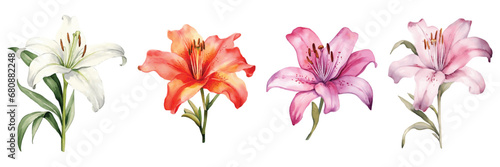 Set of Daylilie Watercolor Illustration
