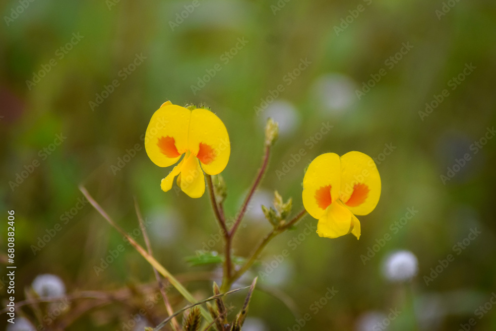 Obraz premium yellow flowers at Kaas Plateau, Maharashtra