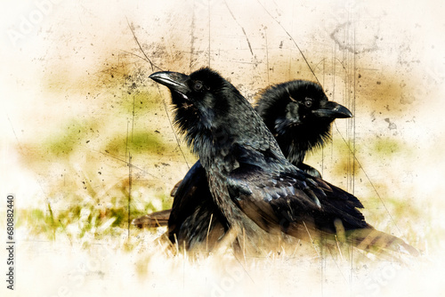 beautiful raven Corvus corax sitting on the branch North Poland Europe, old vintage filters - halloween	 photo