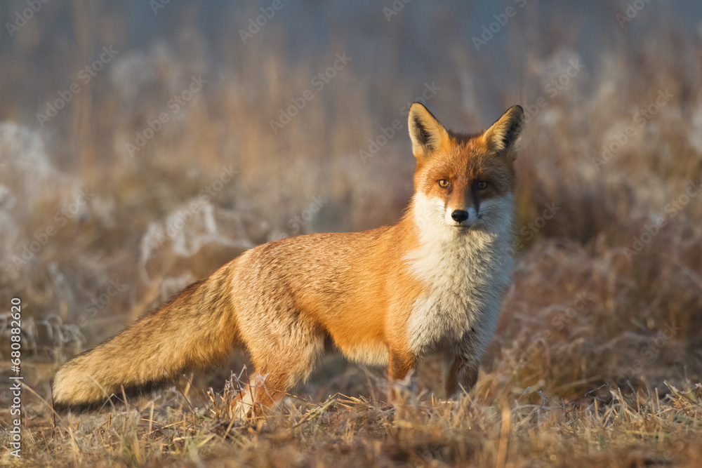Fox Vulpes vulpes in natural scenery, Poland Europe, animal walking among meadow Fox Vulpes vulpes in natural scenery, Poland Europe, animal walking among meadow