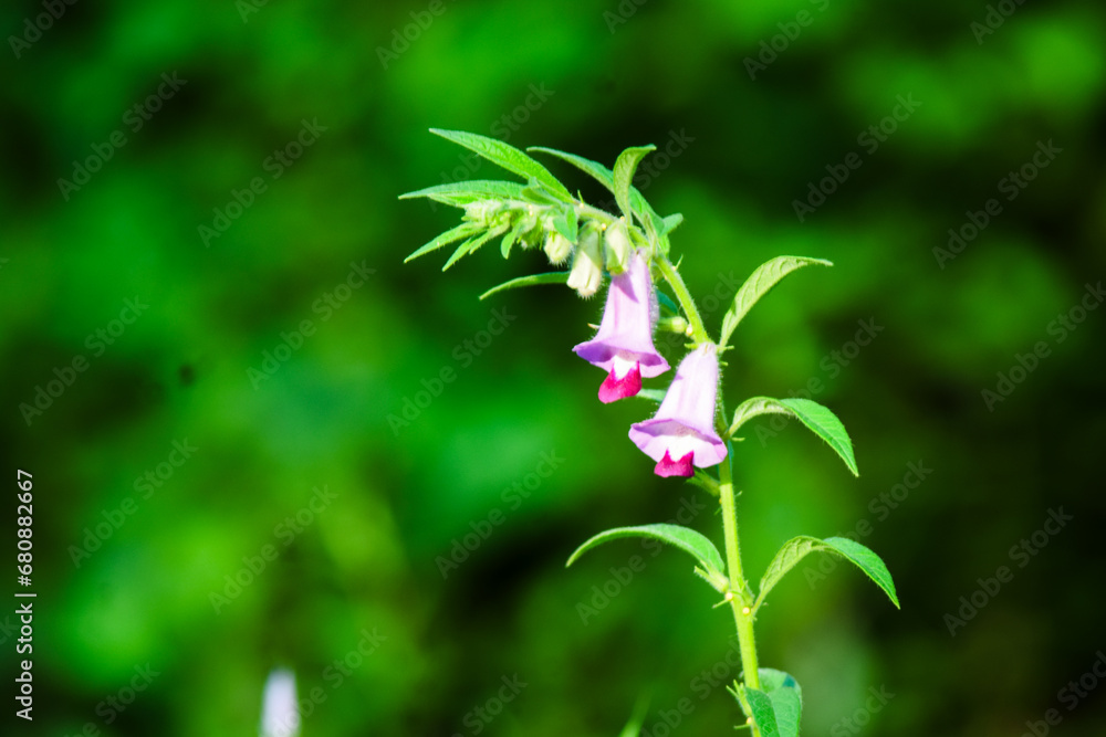 Foxgloves Eurasian flower Foxgloves Eurasian flower