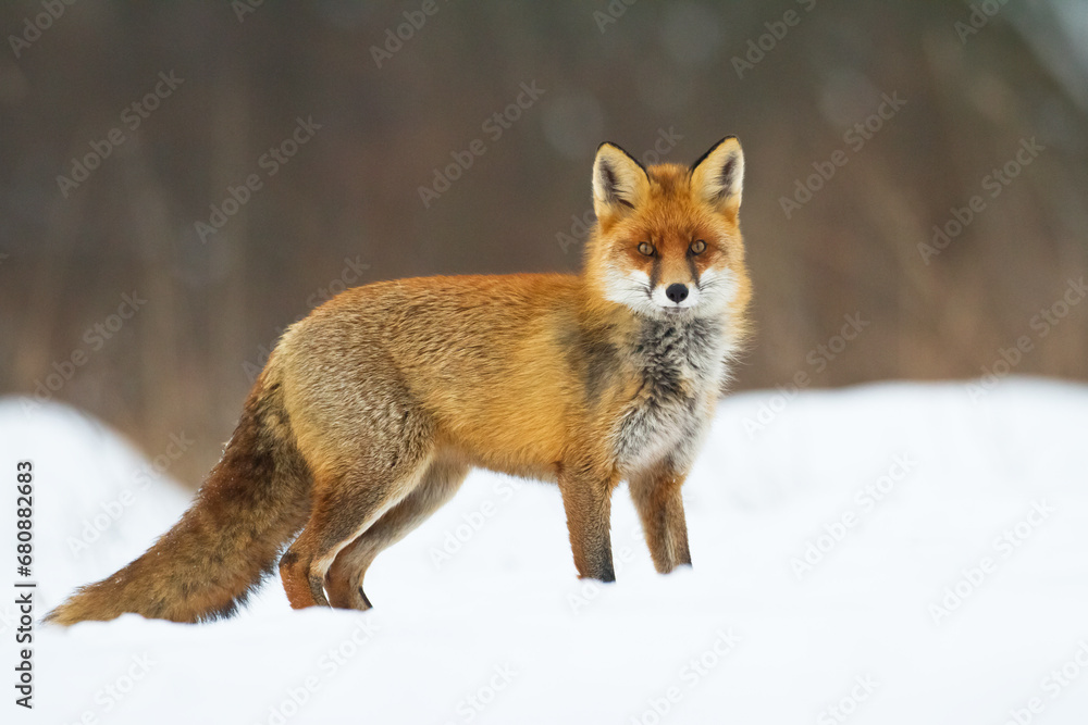 Fox Vulpes vulpes in natural scenery, Poland Europe, animal walking among meadow Fox Vulpes vulpes in natural scenery, Poland Europe, animal walking among meadow