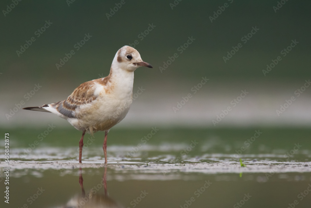 Bird black-headed gull Chroicocephalus ridibundus spring time Poland, Europe Bird black-headed gull Chroicocephalus ridibundus spring time Poland, Europe