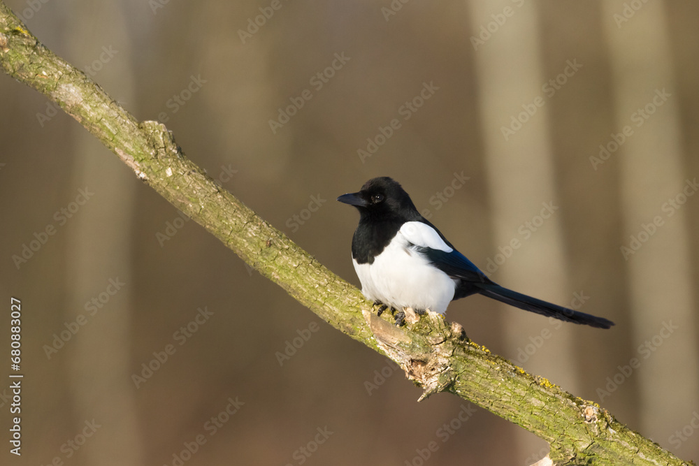 The Eurasian Magpie or Common Magpie or Pica pica on the branch with colorful background The Eurasian Magpie or Common Magpie or Pica pica on the branch with colorful background