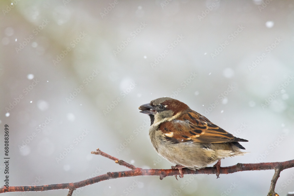 Bird - House sparrow Passer domesticus sitting on the branch Bird - House sparrow Passer domesticus sitting on the branch