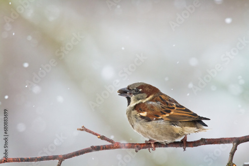 Bird - House sparrow Passer domesticus sitting on the branch © Marcin Perkowski