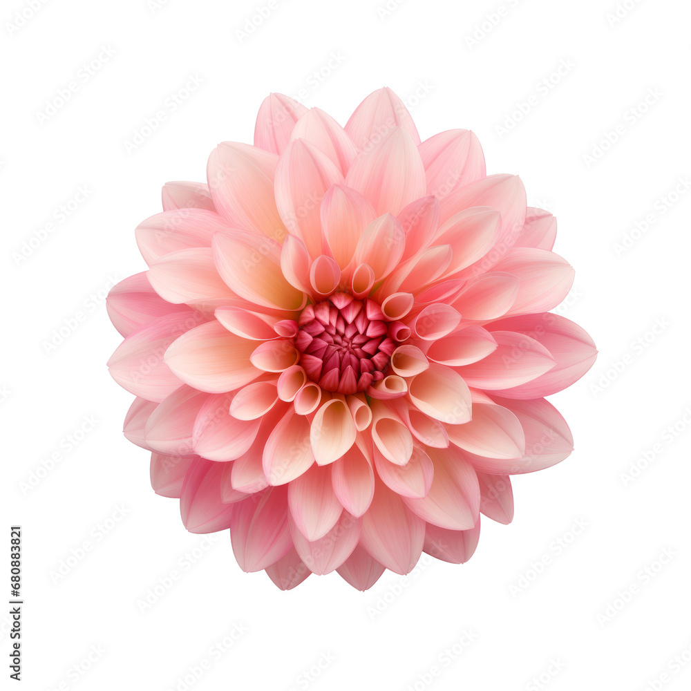 Dahlia flower isolated on transparent background Dahlia flower isolated on transparent background
