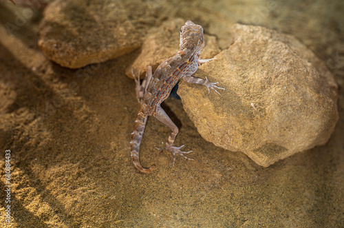 Yellow-brown Gecko on sand and rocks.