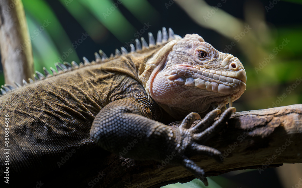 Detail of the Lesser Antillean iguana