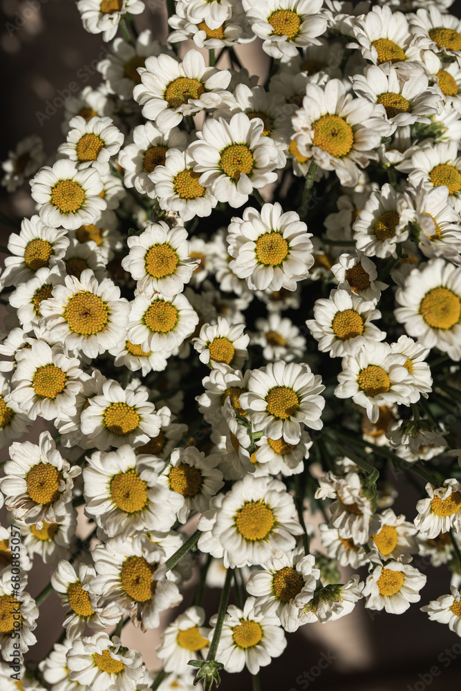 Floral pattern made of chamomile daisy flower buds. Valentine's background Floral pattern made of chamomile daisy flower buds. Valentine's background