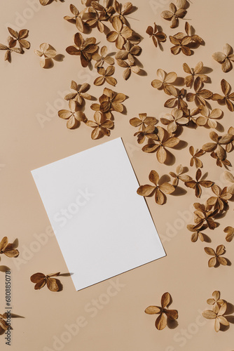 Aesthetic bohemian branding or invitation card template. Blank paper invitation card sheet with empty mock up copy space, dried star flowers on tan beige background