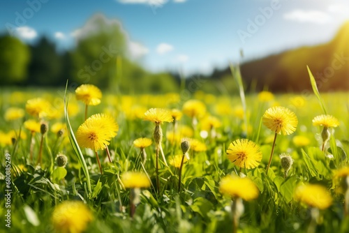 Green field with yellow dandelions. Closeup of yellow spring flowers on the ground. generative ai.