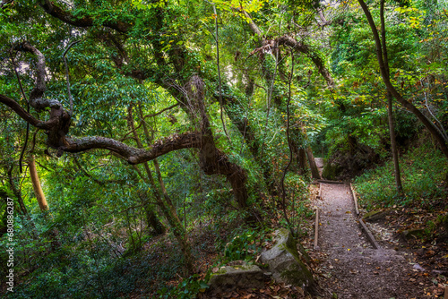 Old Forest With Hiking Trail In Sintra, Portugal