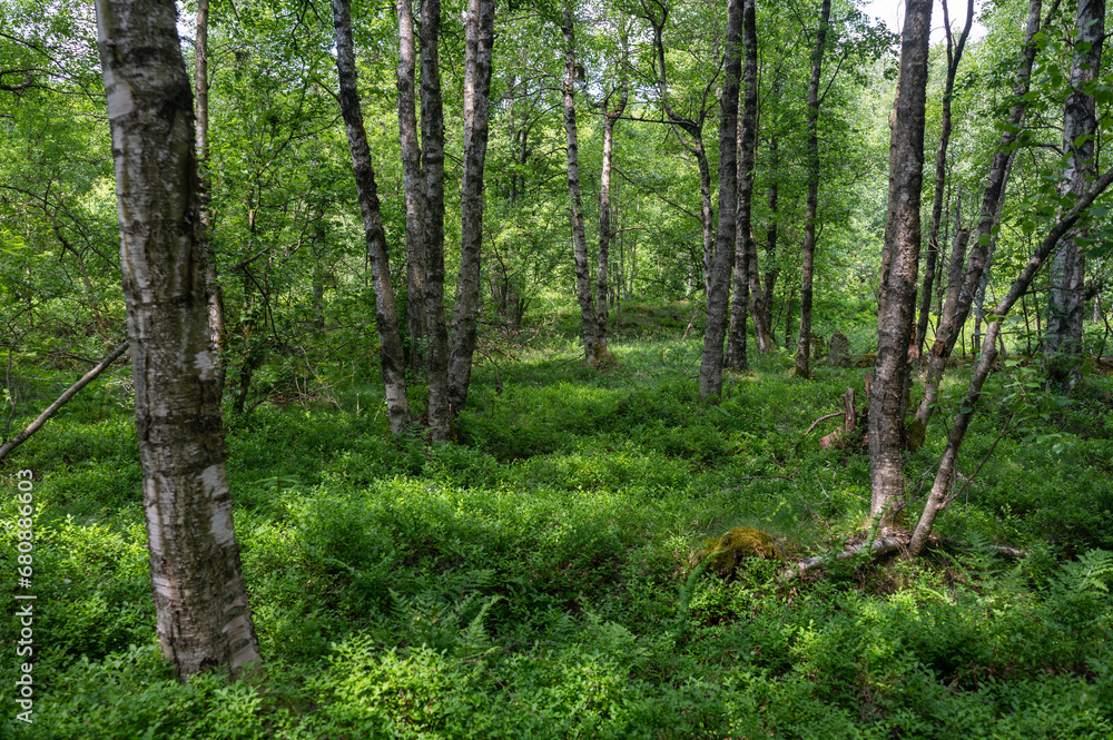 Birch in a green forest in the sun light Birch in a green forest in the sun light