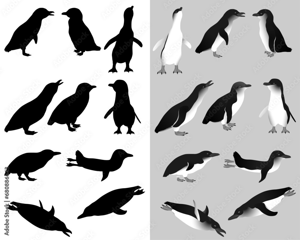 Obraz premium Collection of little penguins or blue penguins birds in black-white image and silhouette