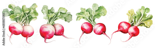 Collection of Radish Watercolor Illustration
