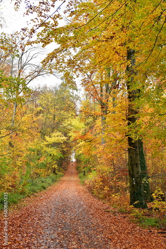 Autumn Forest Path fall colorfull way road trekking germany odenwald © Andreas
