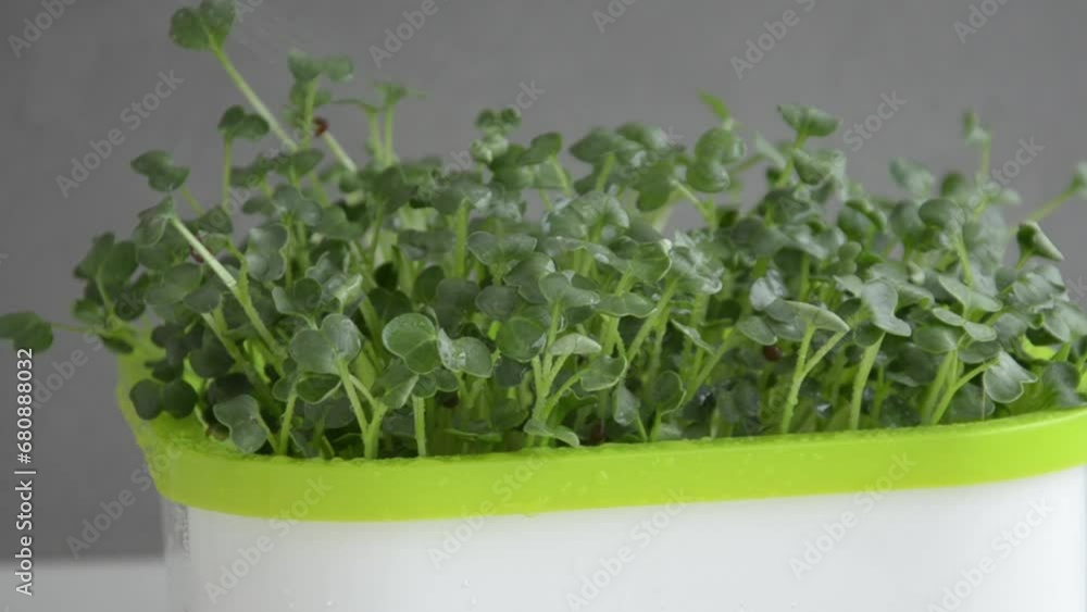 Watering microgreens with a spray bottle at home Watering microgreens with a spray bottle at home