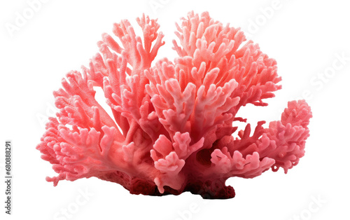 Ecosystem Marvel The Wonders of Coral Isolated on Transparent Background PNG