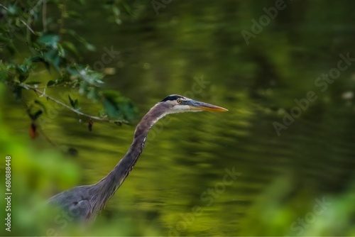Selective focus shot of a great blue heron wading in a pond