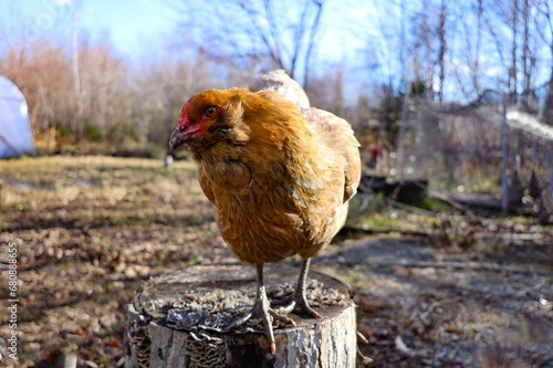 Idyllic rural scene with a chicken standing atop a wooden fence post in a lush green meadow