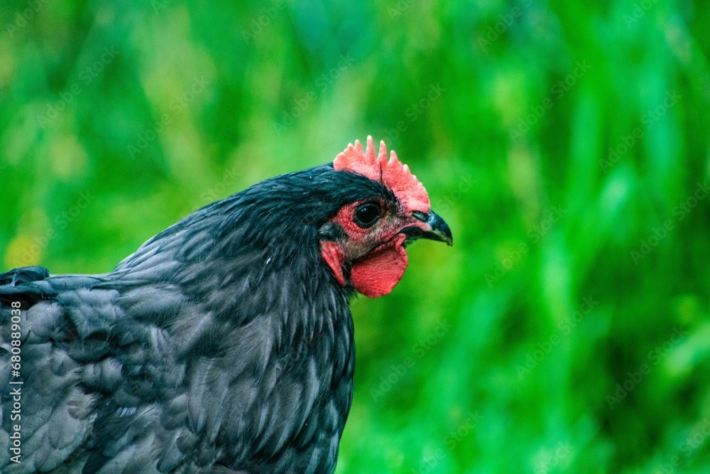 Black chicken on a lush green grassy field, its beak and feathers illuminated by the warm sunlight