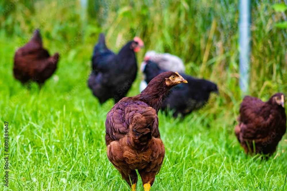 Fototapeta premium Group of chickens standing in a grassy area