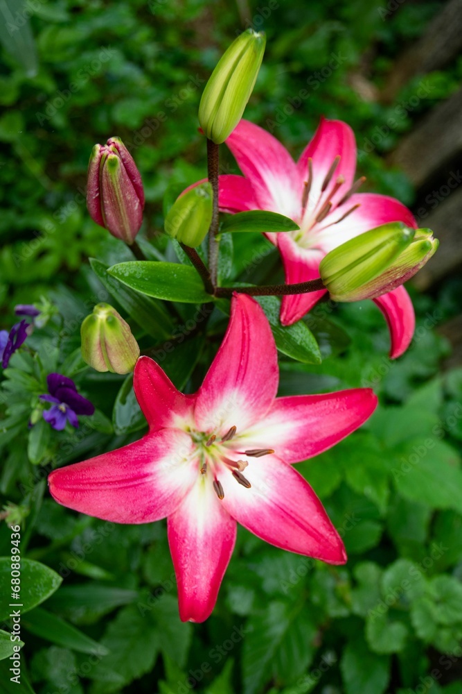 Vibrant bouquet of lilies with deep red petals and bold green leaves