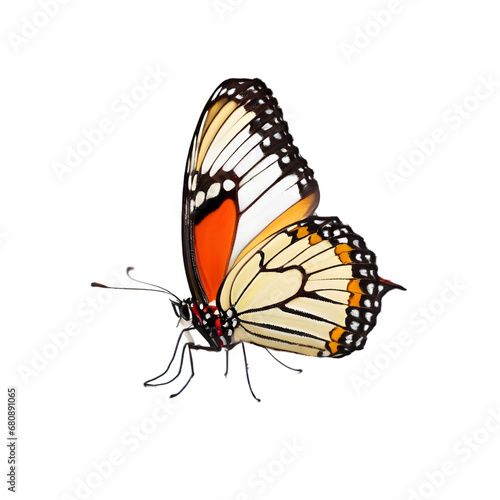 Exquisite  butterfly captured in high detail, perfect for educational use, nature-inspired graphic designs, and digital overlays with its transparent background © Damian