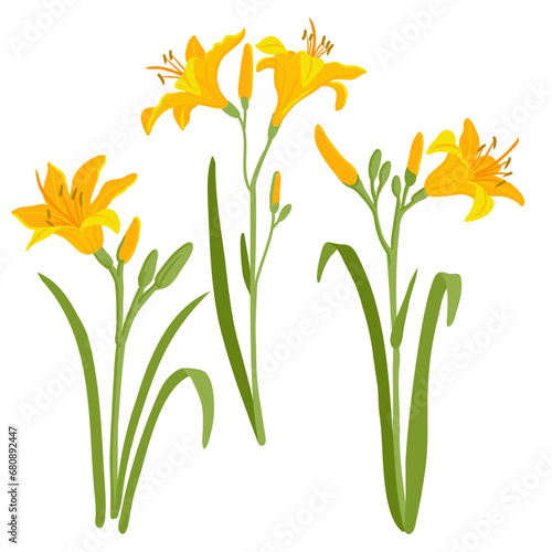 yellow daylily, vector drawing flowers at white background, hand drawn botanical illustration photo