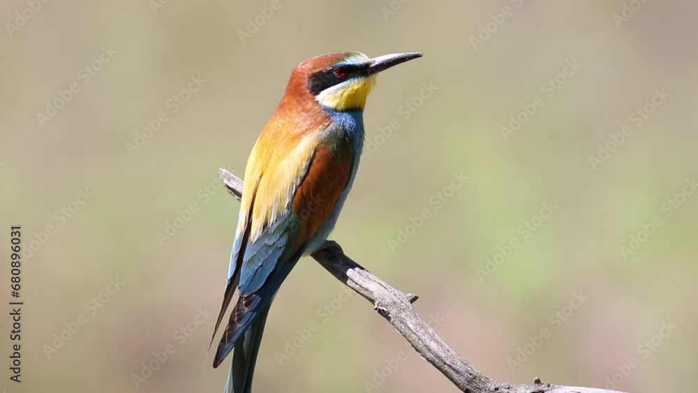 European bee-eater, merops apiaster. A bird sits on a branch, looks around and flies away European bee-eater, merops apiaster. A bird sits on a branch, looks around and flies away