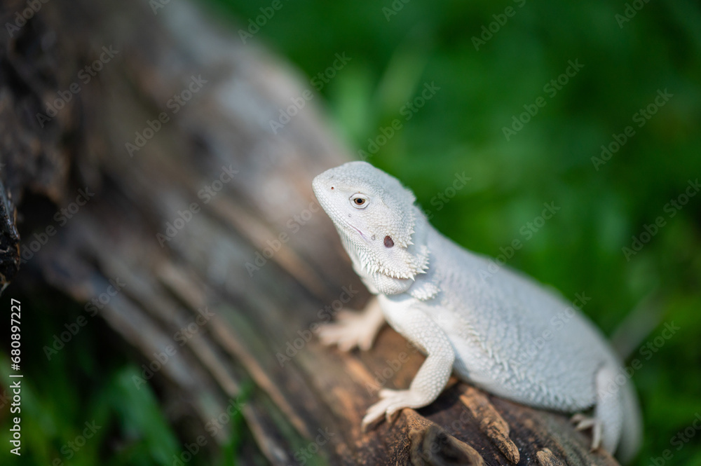 bearded dragon on ground with blur background bearded dragon on ground with blur background