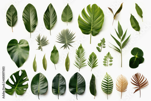Group of tropical leaves on white background photo