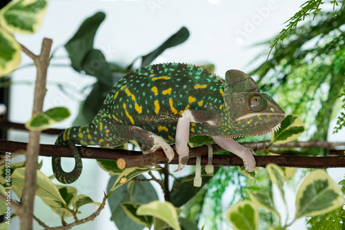 chameleon with blur background, predator photo