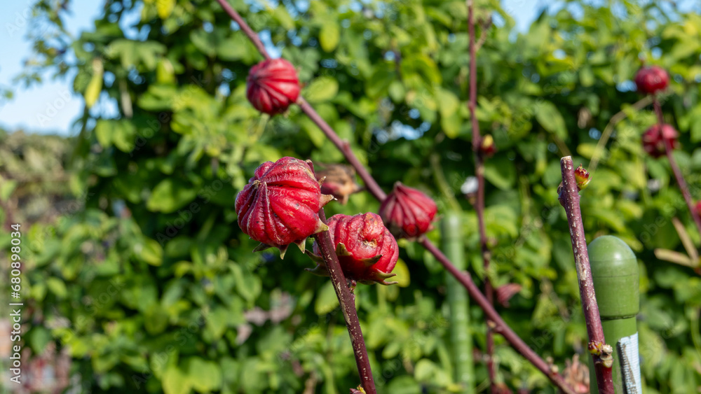 roselle fruit roselle fruit