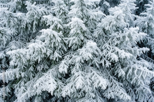 conifer tree branch decorated with fluffy snow