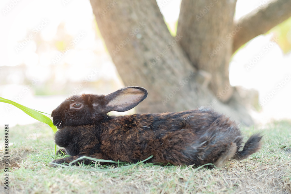 rabbit sleep on ground, bunny pet, holland lop rabbit sleep on ground, bunny pet, holland lop