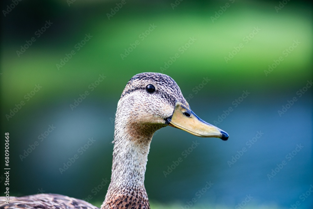 Duck perched in a grassy area, looking directly at the camera with a curious expression Duck perched in a grassy area, looking directly at the camera with a curious expression