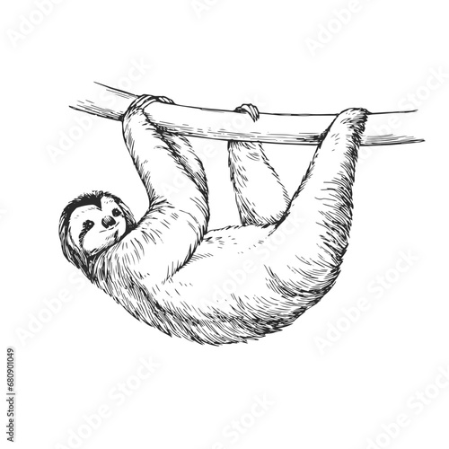 Vector hand-drawn illustration of a sloth in the style of engraving. A sketch of a wild Brazilian animal isolated on a white background. Fauna of South America.