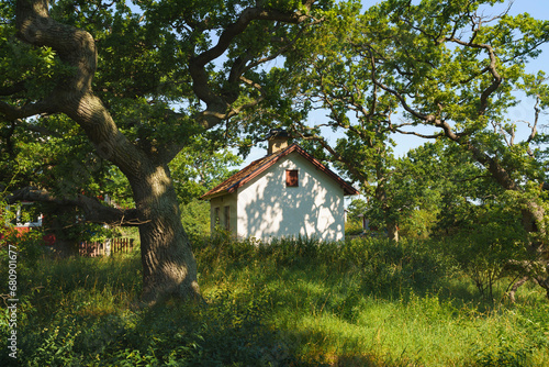 Church under tree in field photo