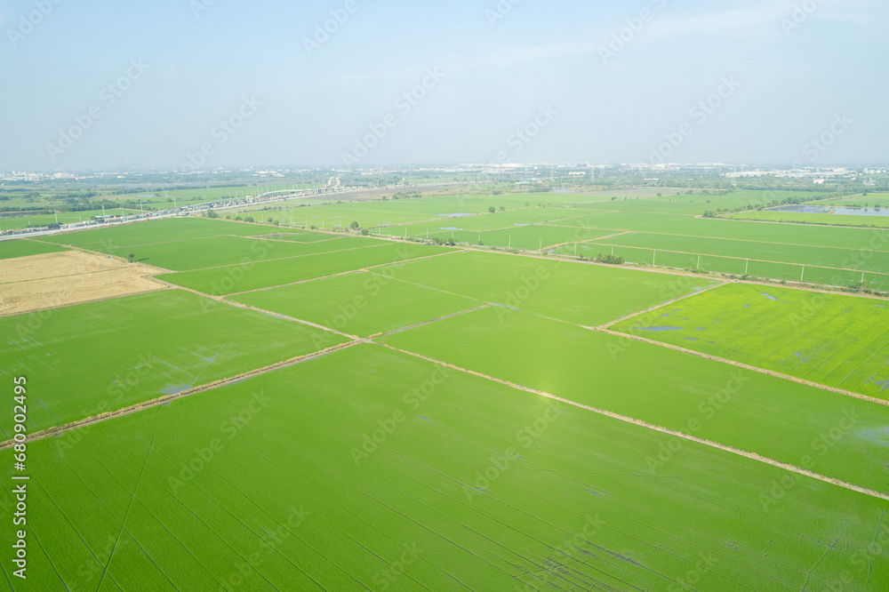 Obraz premium aerial view from flying drone of Field rice with landscape green pattern nature background, top view field rice